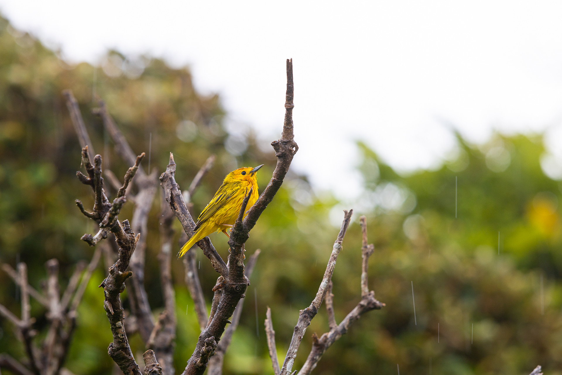 Paruline des mangroves
