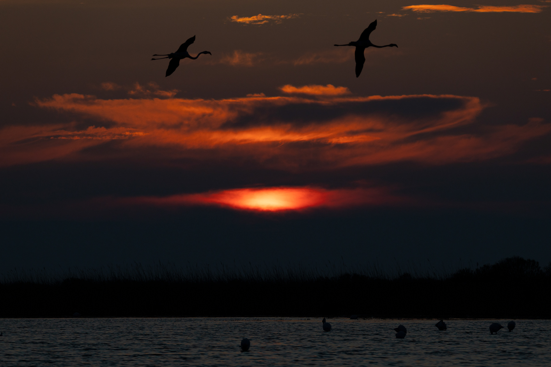Camargue - Bouches du Rhône
