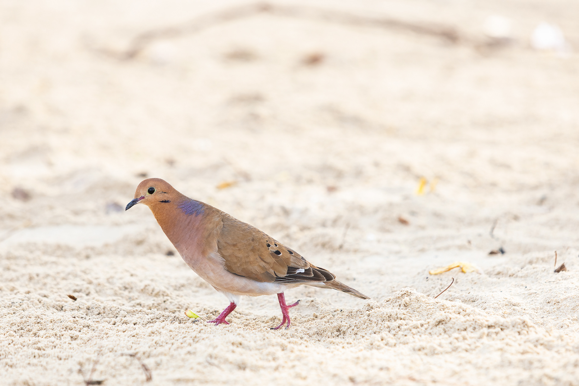 Tourterelle à queue carrée