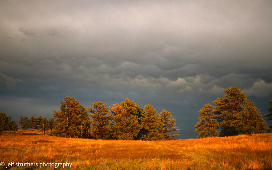 Ponderosa Pines on the Bluff at Sunset - Wedemeyer Road - Elbert County, CO