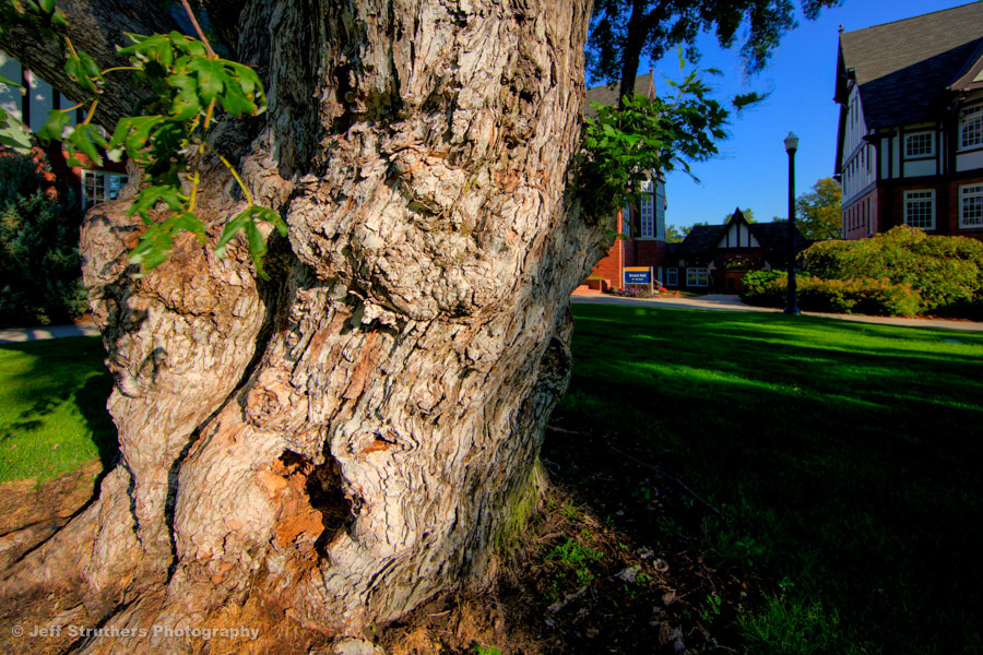Gnarly Tree - Brown Hall 2 - Greeley, CO