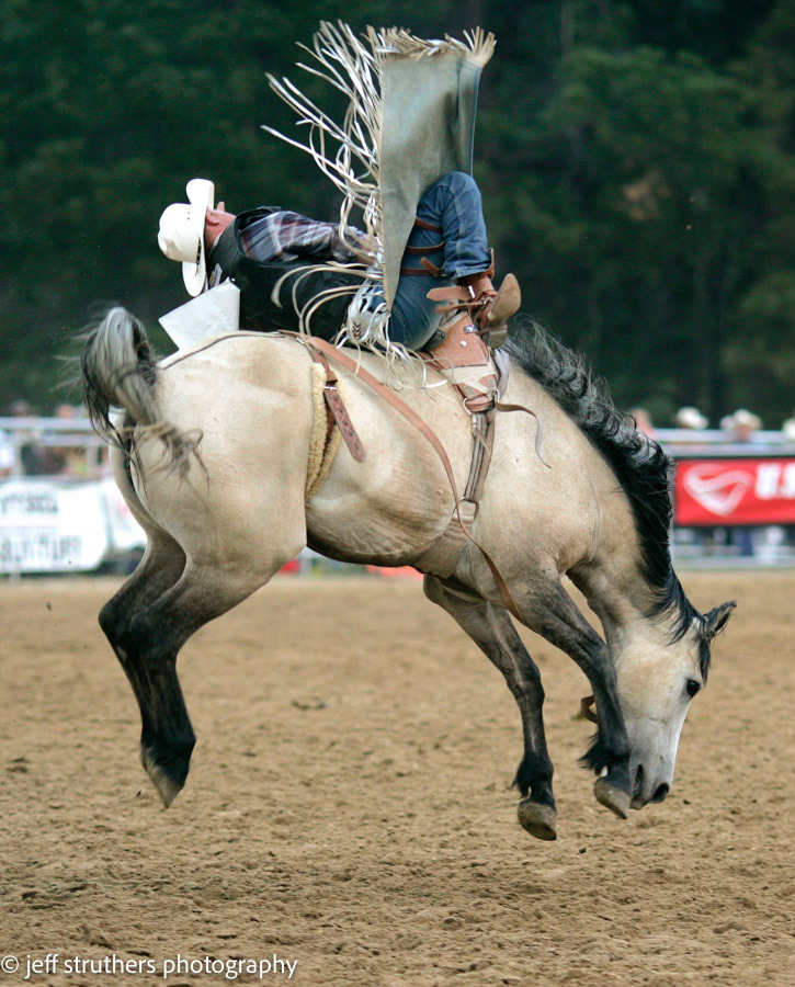 Bronc - Elbert County, CO