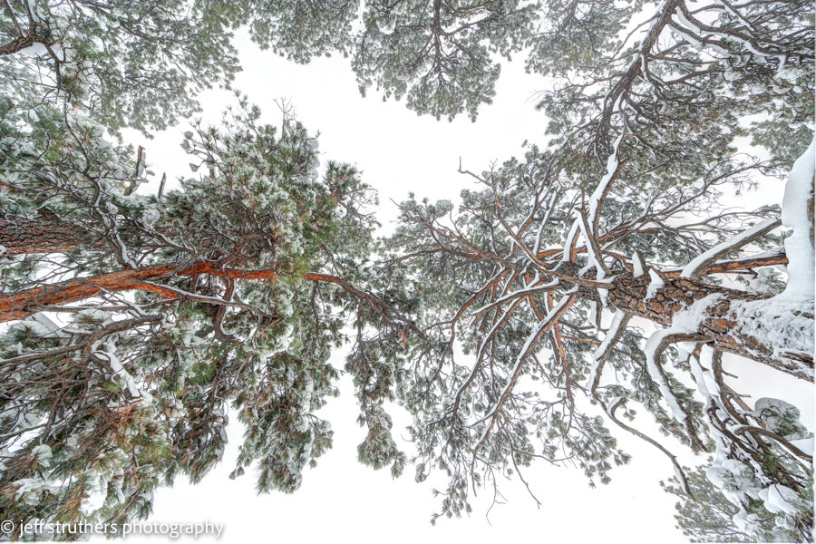 Towering Snow Covered Ponderosa Pines - Elbert County, CO
