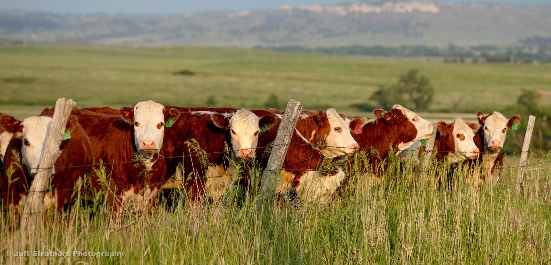 Ash Creek Road Cows - Chadron, NE