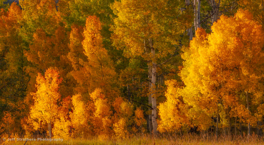 Sunrise Aspens, Columbine, CO