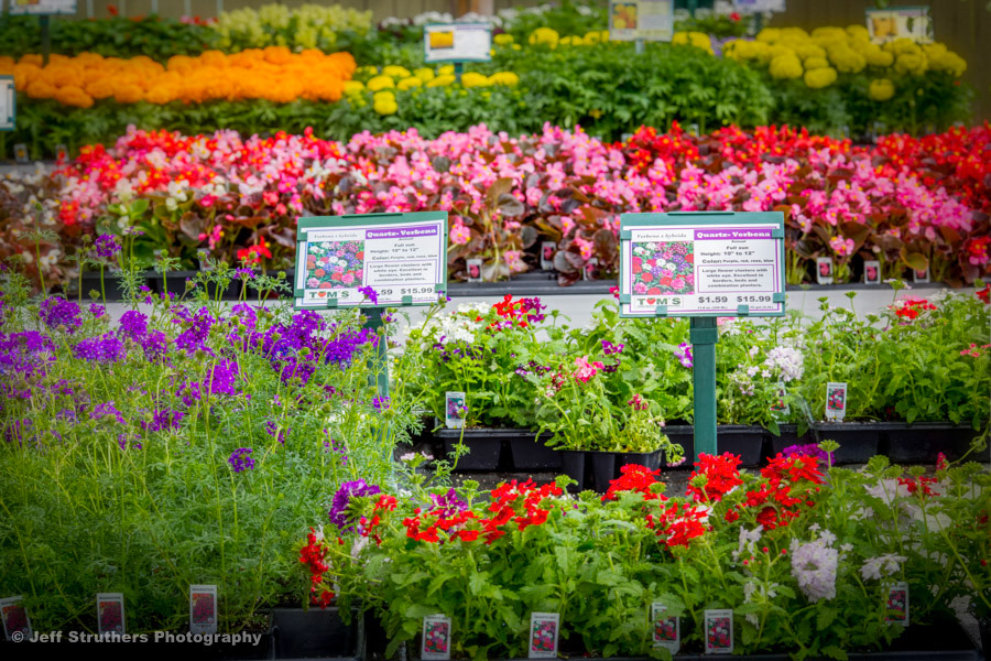 Tom's Farm Market - Flower Rows - Huntley, IL