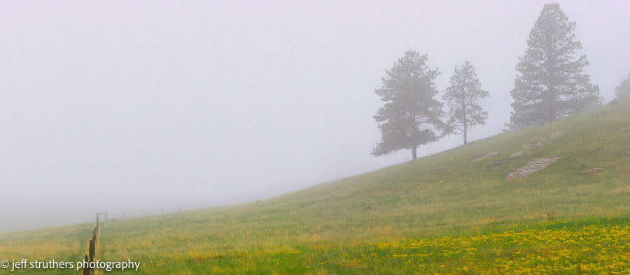 Pines In The Fog - Elbert Road - Elbert County, CO