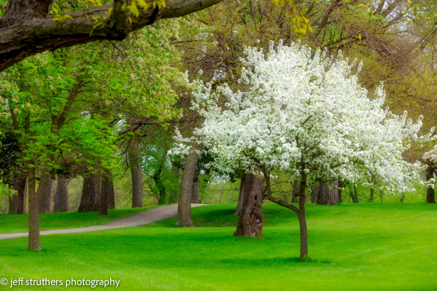 Flowering Tree in Central Park - La Vista, NE