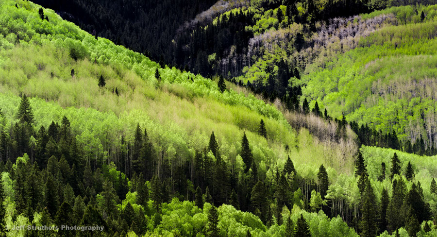 Durango - Spring Aspens