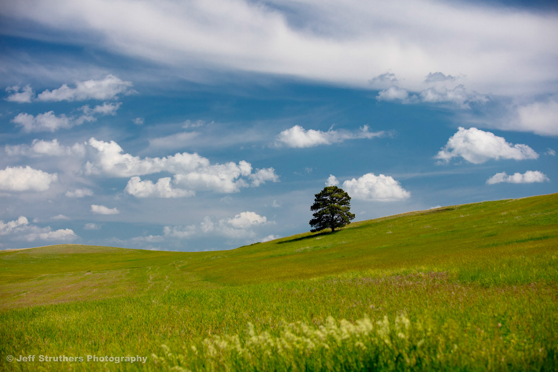 Meadow and Tree - Table Road - Chadron, NE