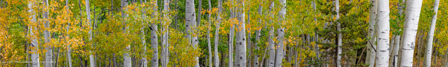 Aspen Forest,  Clark, CO