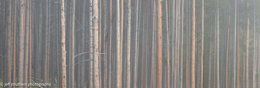 Pines in Early Morning Fog - Yellowstone National Park- Wyoming