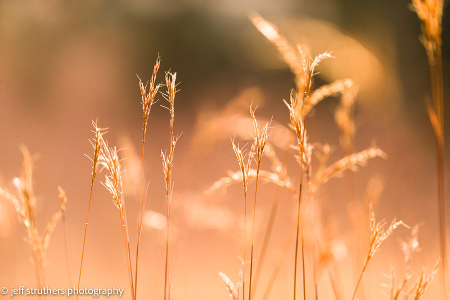 Autumn Grass at Sunset - Elbert County, CO