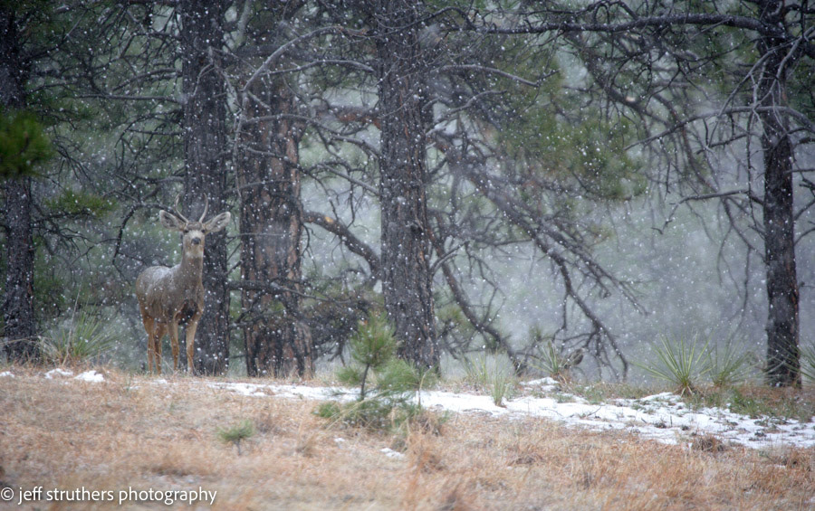 Young Buck in Snow - Kiowa, CO