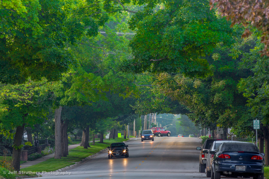 Somonauk Tree Tunnel - Sycamore, IL