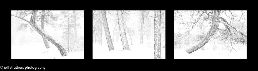 Crooked Pines and Blizzard Triptych
