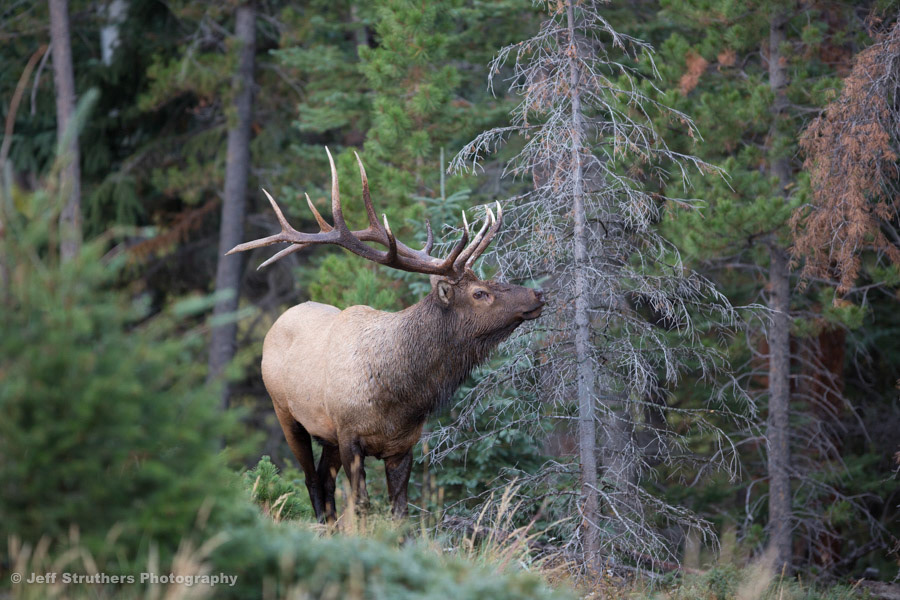 Bull Elk - Rocky Mountain National Park