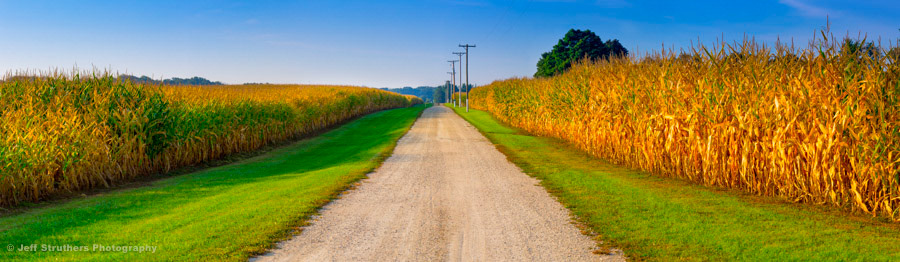 Cornstalk Lined Country Road  -  Sycamore, IL