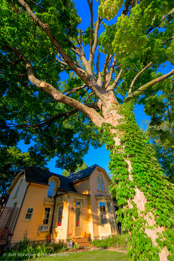 Somonauk Corner House and Towering Tree  -  Sycamore, IL