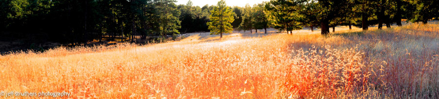 Sunlit Meadow and Glowing Pine - Elbert County, CO
