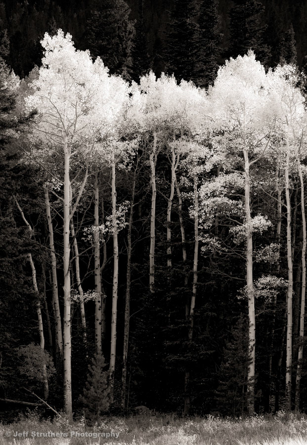 Autumn Aspens at Rocky Mountain National Park