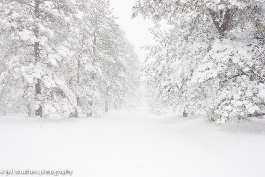 Road Through Snow Covered Pines - Elbert County, CO