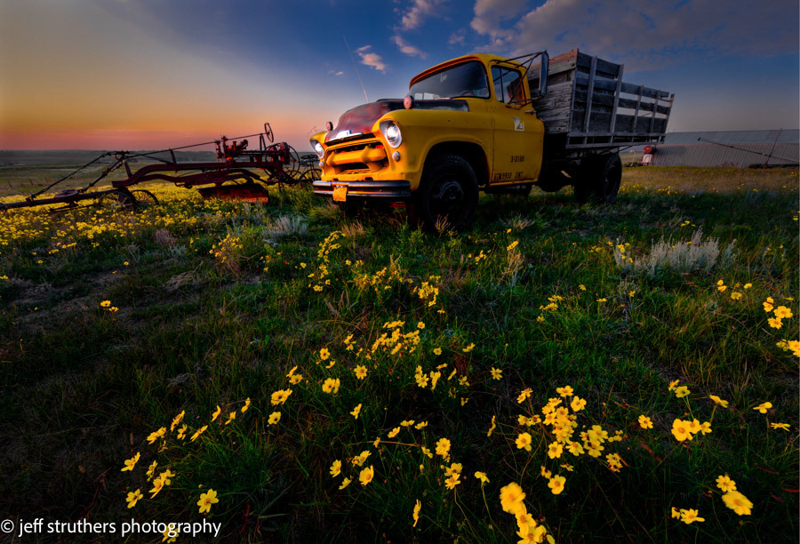 Old Truck and Yellow Wildflowers - Elbert County, CO