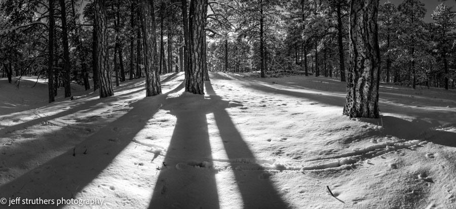 Ponderosa Evening Shadows - Elbert County, CO