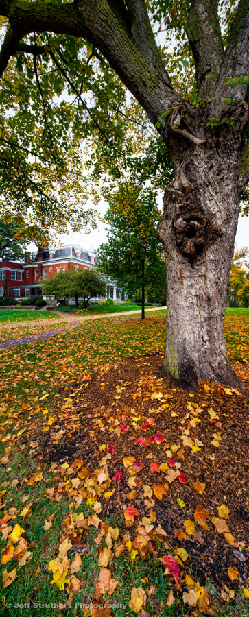 Old Oak Tree at Ellwood House