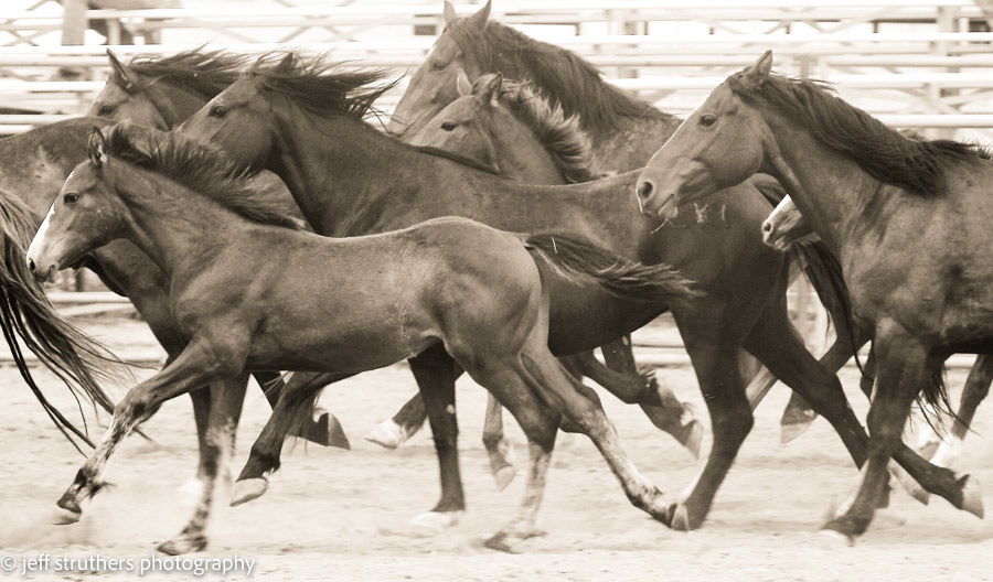 Dusty Fairground  Horses - Elbert County, CO