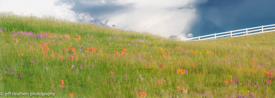 Wildflowers - County Road 13 - Elbert County, CO