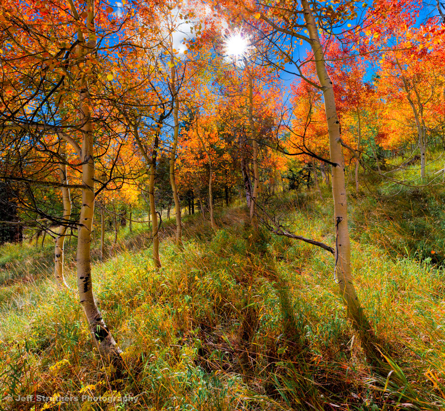 SunBurst &amp; Rocky Mountain Aspens - Vail, CO