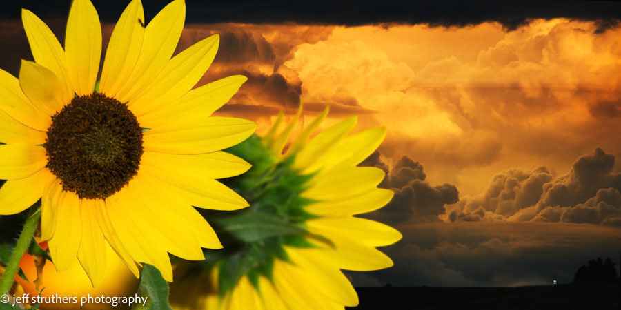 Wildflowers and Yellow Sky - Elbert County, CO