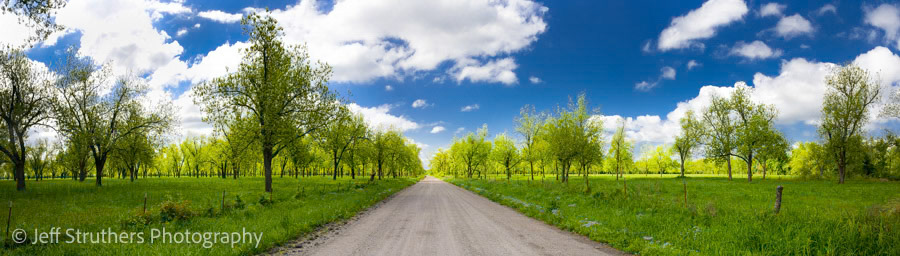 Road and Pecan Orchard, KS
