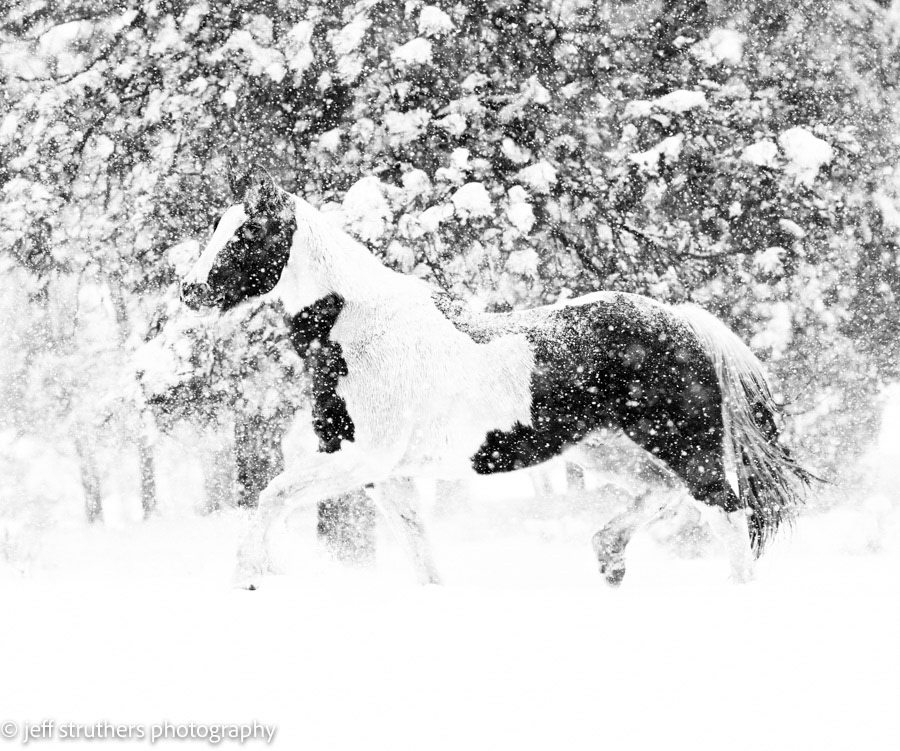Painted Blizzard - Elbert County, CO