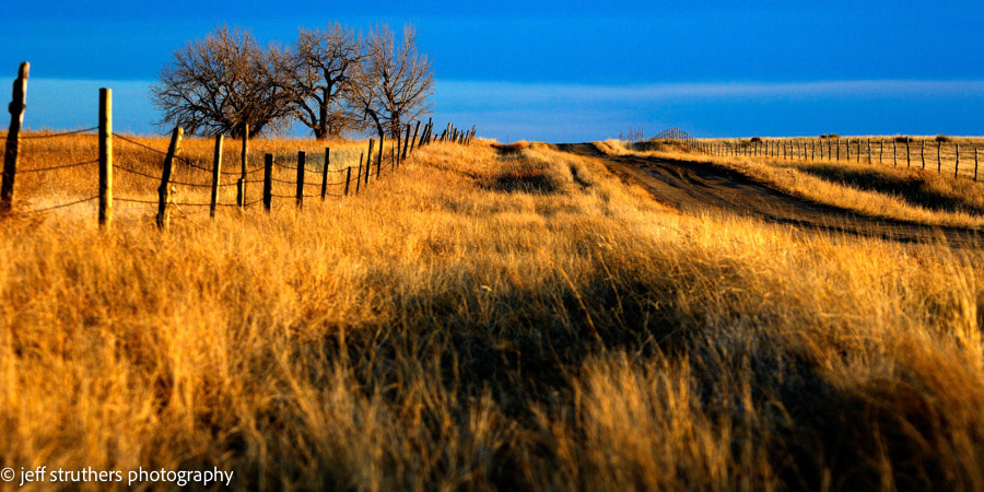 Cottonwoods and Grass Near Agate - Elbert County, CO