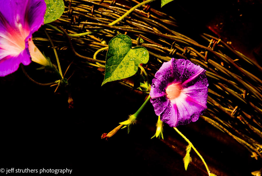 Barb Wire and Flowers - Elbert County, CO