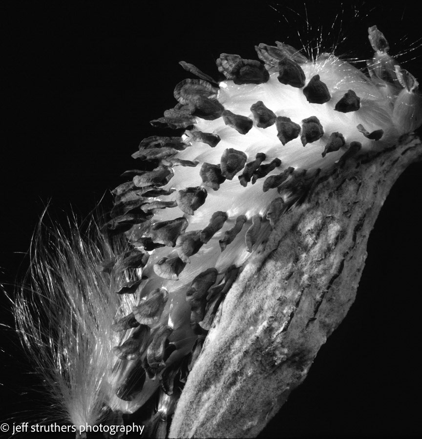 Seed Pod