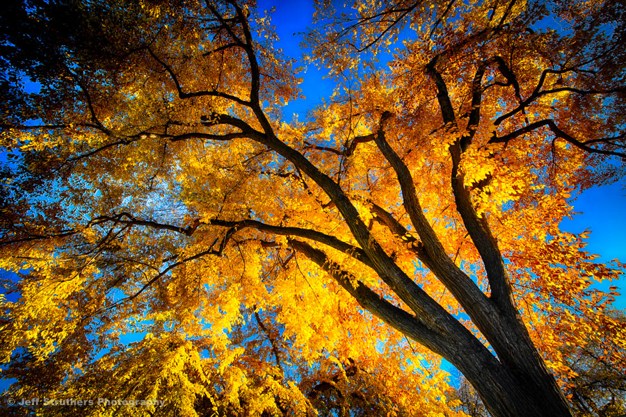 Blazing American Elm  on CSU Oval - Fort Collins, CO