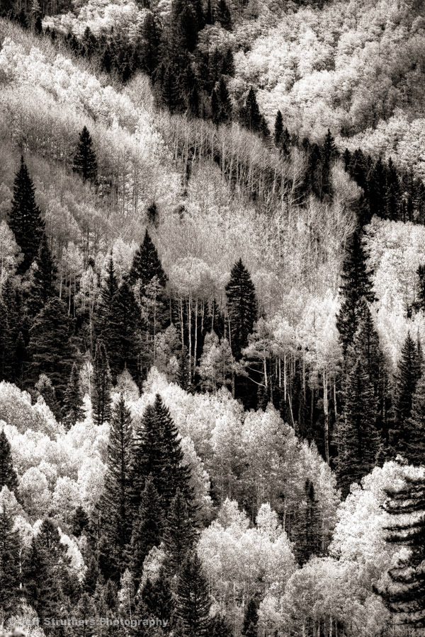 Spring Aspens - Durango, Colorado - BW