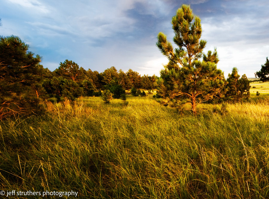 Small Pines on the Plains - Elbert County, CO