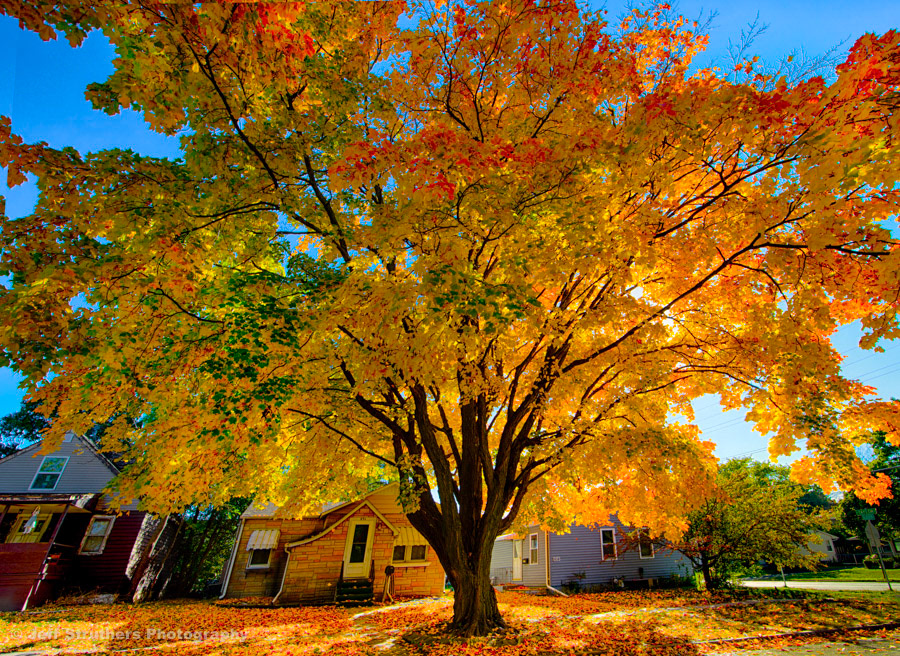 Autumn Maple on Glidden Ave