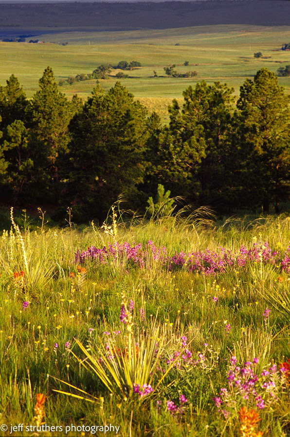 Bijou From Ridge Road - Elbert County, CO