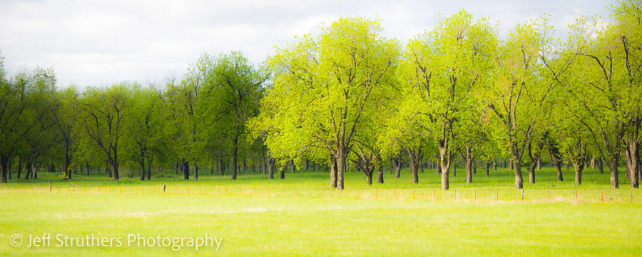 Pecan Orchard - Sothwest KS
