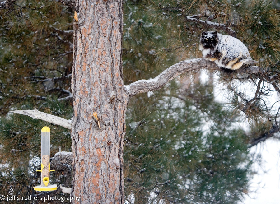 Determined Cat - Elbert County, CO