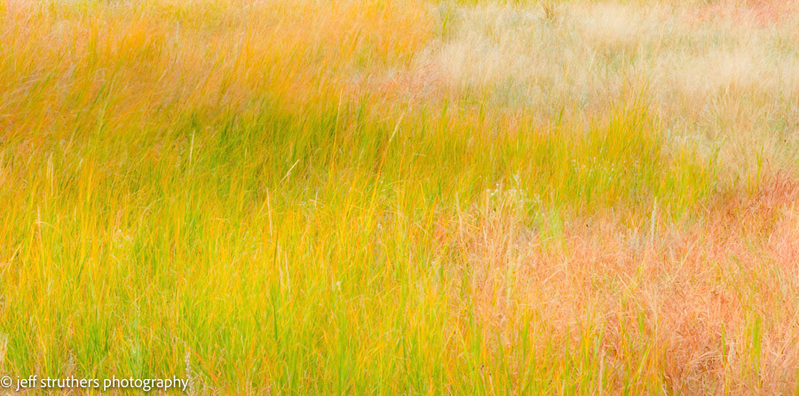 Native Grasses - Elbert County, CO