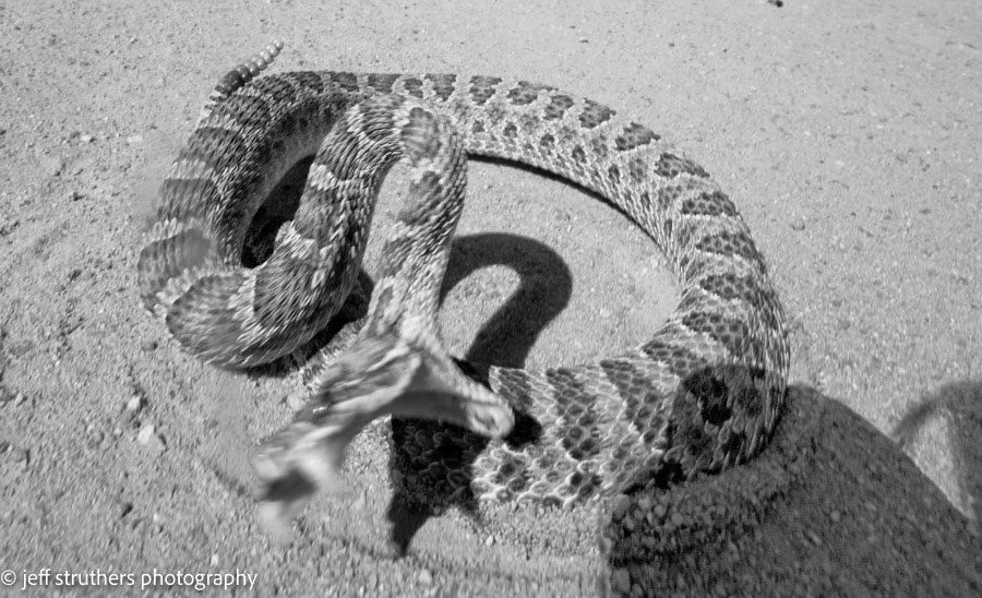 Very Angry Snake - Elbert County, CO