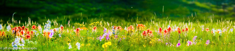 Wildflowers at Sunset - Elbert County, CO
