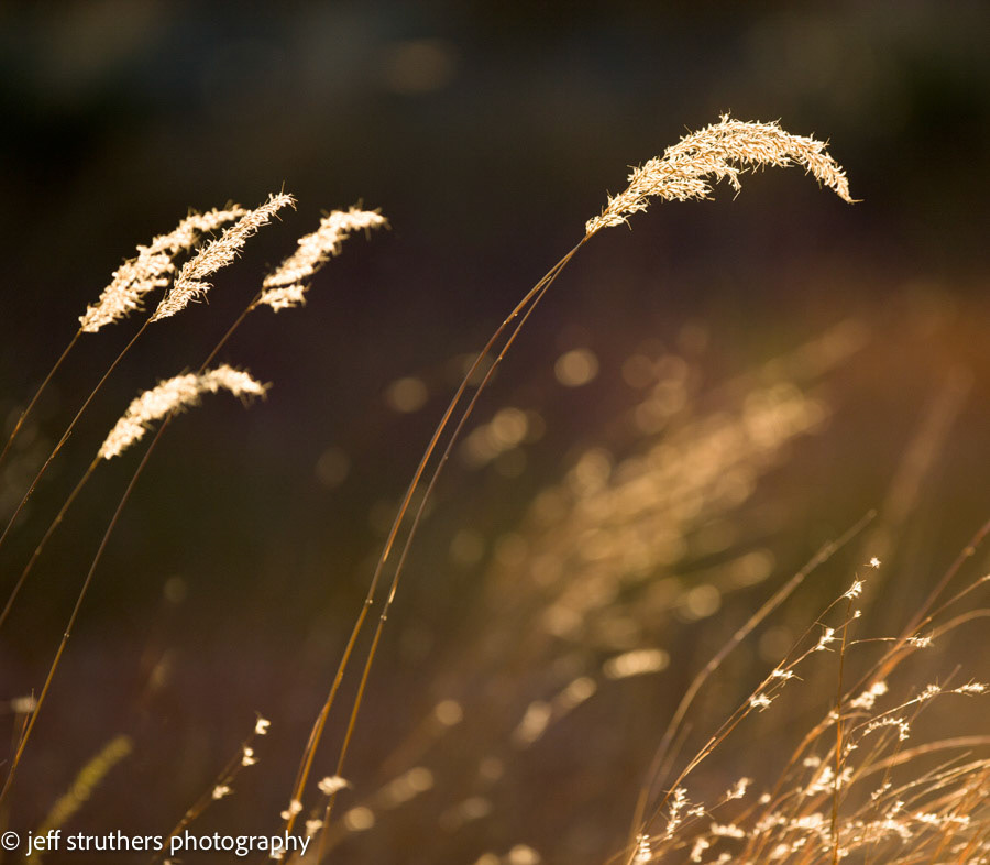 Native Grass in Fall - Elbert County, CO