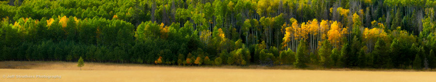 Changing Aspens - Clark, CO